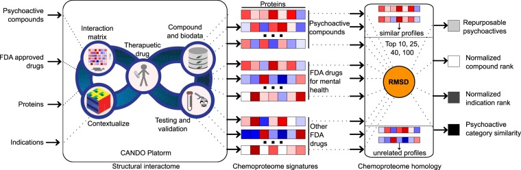 Schematic of computational chemoproteomics pipeline to identify psychoactives for mental-health indications using the CANDO platform. The version (v1) of the CANDO platform used in this study evaluated interactions between 3,733 human ingestible compounds (including the 428 psychoactives listed in Tables S1–S6) that are associated with 2030 indications (including 137 related to mental health and epilepsy disorders) and 48,278 protein structures (46,784 used to compute the structural interactome). The chemoproteomics interaction signatures are ranked according to the degree of interaction and similarity for all indications. The signature comparison (RMSD) and ranking approach (TopX predictions) yielded benchmarking accuracies of 12–25% for 1439 indications with at least two approved compounds. 58/163 (35%) top ranking predictions had comparable or better activity relative to existing drugs in twelve prospective in vitro studies across ten indications. We expect these findings to hold for evaluating the potential of psychoactives in treating mental health indications, which we then analysed holistically to determine global patterns and make predictions of putative drug leads for these indications.