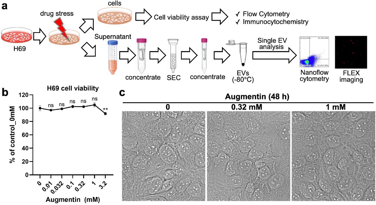 Overview of the established drug-stressed cholangiocyte model and analysis procedures.(a) The H69 human normal cholangiocytes were stressed with the targeted drug (e.g., Augmentin) for 48 h. After exposure, the cells were used to evaluate the effects of drug stress on cholangiocyte cell viability and on the expression of selected markers (e.g., the malignancy marker YAP1 and its phosphorylated form, phospho-YAP1) by flow cytometry or immunocytochemistry. In addition, the conditioned medium was collected for isolation of extracellular vesicles (EVs) using size-exclusion chromatography (SEC). The isolated EVs were then subjected to single-EV analyses by nanoflow cytometry or the FLEX platform, including investigation of the effects of drug stress on EV release, EV tetraspanin markers (e.g., CD9/CD63/CD81), and the intra-EV malignancy marker (e.g., YAP1). (b) To determine suitable non-lethal drug-stress doses, the effects of Augmentin stress on H69 cholangiocyte cell viability after 48 h of treatment were evaluated using a CCK-8 assay. Up to 1 mM Augmentin-stress for 48 h did not reduce H69 cell viability. Thus, 0.32 and 1 mM, corresponding to 10× and 30× the reported maximum plasma concentration (Cmax), were selected as Augmentin-stress concentrations in our model. (c) Microscopic observation confirmed that Augmentin-stress did not significantly affect cholangiocyte morphology at the selected stress doses of 0.32 and 1 mM for 48 h.