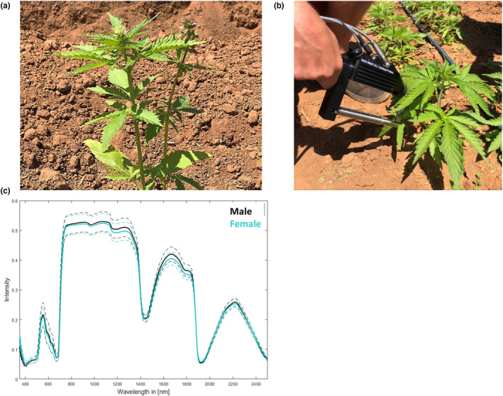 Hyperspectral measurement of flowering dioecious Cannabis sativa L. plants from cultivar Ferimon 12. (a) A female (left) and a male (right) plant of the cultivar Ferimon 12 at the time point of measurement (17/02/2020, 4 weeks after sowing and 1 week after planting into the field). (b) The actual measurement of a leaf with the field portable full range spectroradiometer. To avoid environmental illuminations, a leaf clip was combined with the plant probe. (c) The mean reflectance spectra acquired for the cultivar Ferimon 12 from three leaves per plant from five male and five female plants, resulting in 15 spectra each. Dotted lines indicate the variance range.
