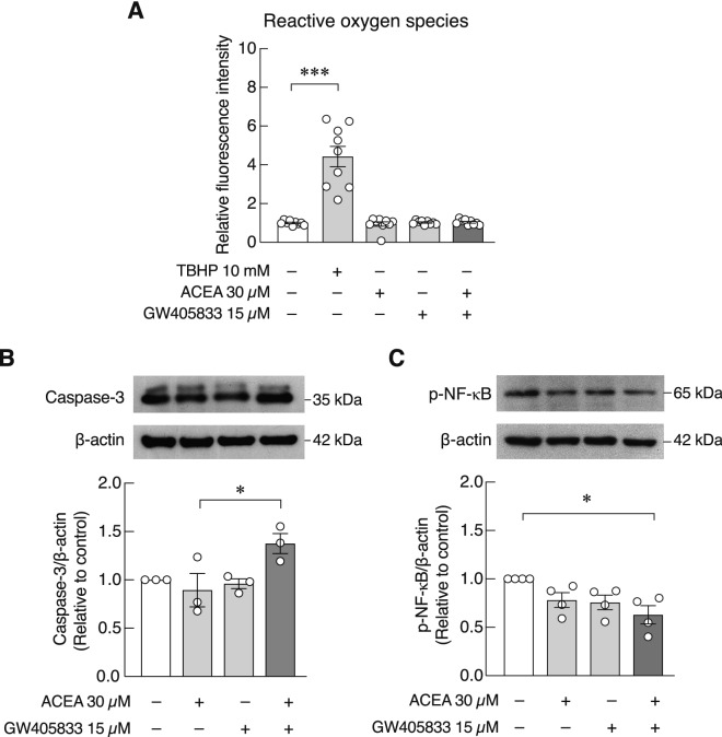 Combination of ACEA and GW405833 did not have effect on ROS but decreased p-NF-κB protein expression and increased Caspase-3 protein expression in MDA-MB-231 cells. (a) Cellular ROS in MDA-MB-231 cells treated for 6 h with 30 µM ACEA, 15 µM GW405833, or a combination of both agents was quantified by DCFDA cellular ROS detection assay. As positive control, cells were treated with 10 mM TBHP (tert-butyl hydroperoxide) for 6 h. The expression of (b) Caspase-3 and (c) p-NF-κB proteins in cells treated for 48 h with ACEA and GW405833 alone or in combination was analyzed by western blot analysis. Columns represent mean ± SEM of three independent biological experiments. (***p < 0.001, *p < 0.05).