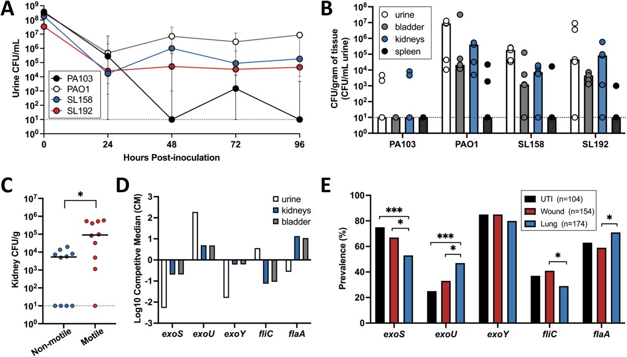 Murine UTI model links virulence traits to bacterial burden in urine and organs.Female CBA/J mice (n=20) were transurethrally inoculated with 2x108 CFU of Pseudomonas, either PAO1 (n=5), PA103 (n=5), SL158 (n=5), or SL192 (n=5). (A) Urine samples were collected from each mouse every 24 hours post-infection and plated to determine CFU burden. Mean urine CFU of biological replicates (n=5) is displayed (dot) ± SEM. The limit of detection is indicated by a dashed line. Mice were sacrificed after 96 hours, and organs were aseptically collected, homogenized, and plated to determine CFU per gram of tissue. (B) 96-hour mean organ CFU and urine CFU/mL for each mouse (dot) are indicated (n=20) with bar height indicating median and a dashed line indicating the limit of detection. (C) Plot of kidney CFU burden in non-motile (PA103, SL158) compared to motile (PAO1, SL192) strains. Significance was determined by Mann-Whitney U test (*P<0.05). (D) Log10 competitive median of bladder (grey), kidney (blue), and urine (white) CFU between the presence and absence of exotoxins and flagella. (E) Bar graph showing the proportion of exoY, exoS, exoU, fliC, and flaA positive P. aeruginosa isolates stratified by infection type: UTI (black), wound (red), and lung (blue). Significance was determined with Fisher’s exact test (*P<0.05, ***P<0.0005).