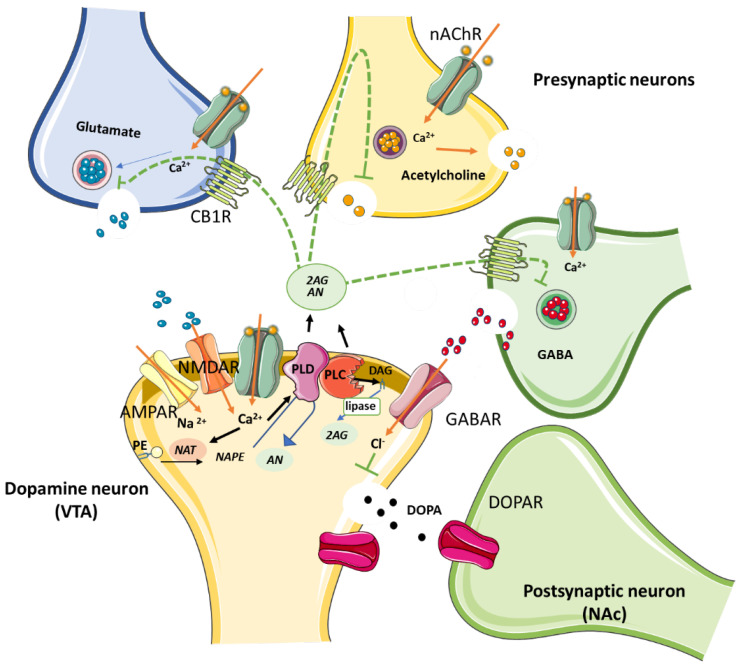 Schematic illustration of the biosynthetic pathway followed by ECs N-acylethanolamine (AN) and 2-arachidonoylglycerol (2-AG) by NAPE-PLD and DAG lipase, respectively. Both AN and 2-AG bind to presynaptic CB1Rs expressed on GABAergic, glutamatergic and cholinergic terminals, precluding neurotransmitter release. Induction of DOPA secretion by primary inhibition of GABA release is involved in the reward pathway in the brain. Abbreviations: PLD, N-acyl phosphatidylethanolamine phospholipase D; DAG, diacylglycerol; NAT, N-acyltransferase; PE, Phosphatidylethanolamine; nAChRs, nicotinic acetylcholine receptors; CB1R, cannabinoid type 1 receptor; AMPA, amino-3-hydroxy-5-methyl-4-isoazolepropionate receptor; GABA, γ-aminobutyric acid; GABAR, GABA receptor; NMDAR, N-methyl-D-aspartate receptor; DOPA, dopamine; DOPAR, DOPA receptor; VTA, ventral tegmental area; NAc, nucleus accumbens.