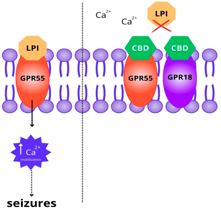 Scheme of main mechanisms of action of CBD through GPR receptors in preventing seizure outcomes in epilepsy. Lysophosphatidylinositol (LPI) is an endogenous endocannabinoid neurotransmitter that activates the GPR55 receptor. This activation leads to an increase in intracellular calcium mobilization and the development of seizures. CBD (cannabidiol) acts as an antagonist of the GPR55 and GPR18 receptors, blocking the effects of LPI and reducing neuronal excitability.