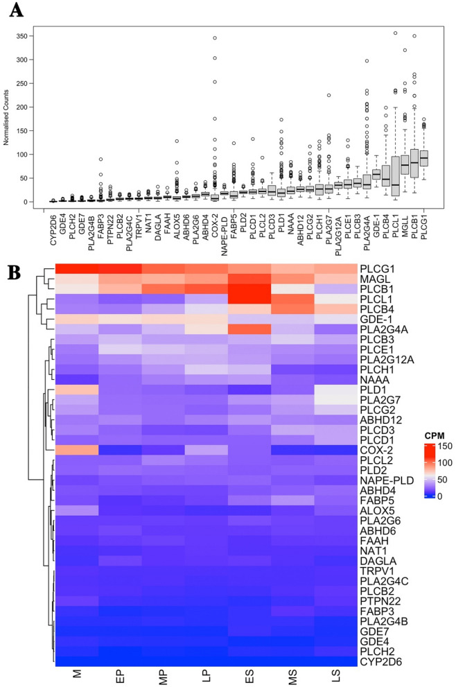 Gene expression of ECS genes in endometrium across the menstrual cycle. (A) Using 206 endometrial samples we found that of the 70 genes identified through the literature to function as part of ECS, 40 were expressed in at least 90% of the samples. The level of expression of each gene varied significantly between individuals and mean expression varied between genes. (B) A heat map analysis identifying the relative expression (cpm) of each gene across the menstrual cycle. The stage variation identified for some of these genes could be explained in part by differences that occurred in expression across the menstrual cycle. M = Menstrual, EP = Early proliferative, MP = Mid proliferative, LP = Late proliferative, ES = Early secretory, MS = Mid secretory, LS = Late secretory.