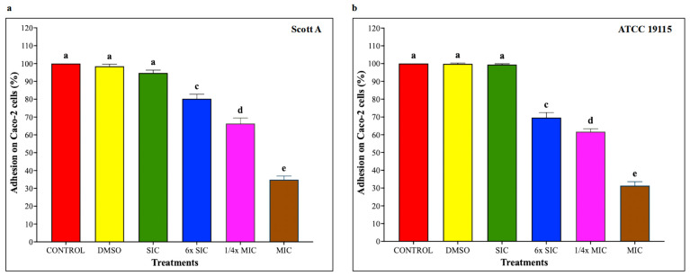 (a) Effect of cannabidiol on the adhesion of L. monocytogenes Scott A onto Caco-2 cells. (b) Effect of cannabidiol on the adhesion of L. monocytogenes ATCC 19115 onto Caco-2 cells. L. monocytogenes cultures (~7 log CFU/mL) pre-exposed to CBD for 5 h were used to infect Caco-2 monolayers (Multiplicity of Infection (MOI) of 1:100) for 1 h, followed by washing, cell lysis, and enumeration of adherent bacteria by plating. Bars represent the mean adhesion on Caco-2 cells (%) ± SD (n = 6). Different superscript letters indicate significant differences across treatments compared to the control (p < 0.05). Abbreviations: DMSO, dimethyl sulfoxide (solvent control); SIC, sub-inhibitory concentration; MIC, minimum inhibitory concentration.
