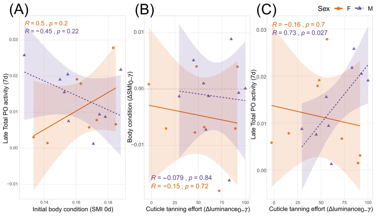 Sex-specific correlation analyses evaluating physiological and immunological maturation pathways in Tenebrio molitor. (A) Correlation between the initial structural condition (SMI 0 d) and the mature humoral immunity peak at day 7 (Total PO activity 7 d). (B) Correlation between total cuticular tanning effort (ΔLuminance0–7) and the absolute change in relative body condition (ΔSMI0–7). (C) Correlation between cuticular tanning effort (ΔLuminance0–7) against final potential immune investment in PO activity (totalPO 7 d). Individual data points are stratified by sex (females: orange circles; males: purple triangles), with lines representing linear regression trends and shaded areas indicating 95% confidence intervals.