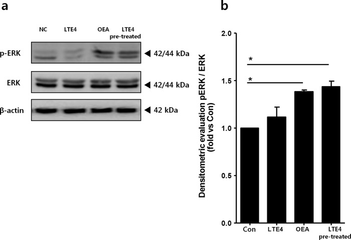 Effect of OEA on ERK activation in mouse lung lysates.a The western blot results are representative of three separate experiments. β-actin was used as an internal control. b The ratio of phospho-ERK to ERK expression was measured by ImageJ. The data are presented as the mean ± SD, n = 3. *P < 0.05; values were analyzed by the Mann–Whitney test compared to the controls. Con control, OEA oleoylethanolamide, LTE4 leukotriene E4, LTE4/OEA pretreated with LTE4 for 6 h and subsequently treated with OEA for 18 h.