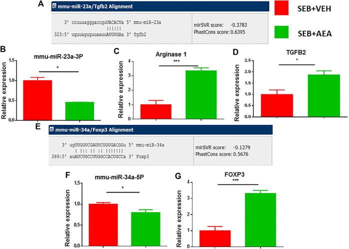 Validation of select miRNAs and targeted genes. Mice were treated with SEB and AEA as described in Figure 1 legend. Mononuclear cells from the lungs of both groups were isolated and screened for expression of miRNA expression with their targeted genes by qRT-PCR. (A) Binding affinity between miRNA 23a-3p and targeted genes including ARG1 and TGFβ2. (B) miRNA 23a-3p expression. (C,D) Expression of ARG1 and TGFβ2. (E) Binding affinity between miRNA 34a-5p and targeted gene FOXP3. (F) Expression of miRNA 34a-5p. (G) Expression FOXP3. Statistical significances as p ≤ 0. 05, **p ≤ 0. 01, ***p ≤ 0. 001.