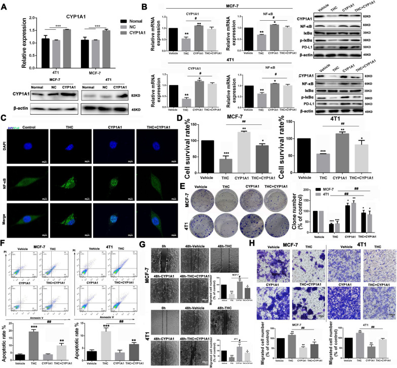 Effects of CYP1A1 overexpression on THC anti-breast cancer. A After synthesis of the overexpressed plasmid CYP1A1, MCF-7 and 4T1 cancer cells were transfected with Lipo2000. Changes of mRNA expression levels of CYP1A1 in MCF-7 and 4T1 were mesasured. B The MCF-7 and 4T1 cancer cells were divided into four groups: Vehicle, THC (80 μM), CYP1A1 and CYP1A1 + THC (80 μM). The expression of CYP1A1, NF-κB associated protein and PD-L1 in each group were detected by RT–PCR and WB experiments. C Immunofluorescence analysis of nuclear transportation of NF-κB protein in MDA-MB-231 cells. D CCk8 assay was used to analyze the effect of transfection of overexpressed plasmid on the cytotoxicity of MCF-7 and 4T1 cancer cells. E The effect of transfection of overexpressed plasmids on the clonogenesis of breast cancer cells was analyzed. F The effect of THC on apoptosis of breast cancer cells transfected with overexpressed plasmid was using the Annexin V/PI dual-labeling technique, and determined by FCM. G The effect of THC on breast cancer cell metastasis after transfection with overexpressed plasmid was analyzed by scratch assay. H Transwell assay was used to analyze the effect of THC on invasion of breast cancer cells after transfection with overexpressed plasmid. Data are expressed as means ± SD from three experiments. (*P < 0.05; **P < 0.01; ***P < 0.001, compared to control; #P < 0.05; ##P < 0.01; ###P < 0.001, compared to THC)