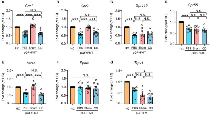 Effects of fecal microbiota transplantation from mice in Sham and CD groups on endocannabinoid (eCB) receptors in pGF mice. (A) Cnr1 [one-way ANOVA; F(2, 21) = 28.23, P < 0.001]. (B) Cnr2 [one-way ANOVA; F(2, 21) = 18.87, P < 0.001]. (C) Gpr119 [one-way ANOVA; F(2, 21) = 9.10, P < 0.001]. (D) Gpr55 [one-way ANOVA; F(2, 21) = 19.09, P < 0.001]. (E) Htr1a [one-way ANOVA; F(2, 21) = 17.74, P < 0.001]. (F) Ppara [one-way ANOVA; F(2, 21) = 0.21, P > 0.05]. (G) Trpv1 [one-way ANOVA; F(2, 21) = 23.48, P < 0.001]. Data are presented as means ± SEM (n = 8 per group) and analyzed by one-way ANOVA followed by Tukey's post hoc test. *P < 0.05, **P < 0.01, ***P < 0.001. CD, cognitive dysfunction; FMT, fecal microbiota transplantation; HC, healthy control; N.S., not significant; pGF, pseudo-germ-free mice.