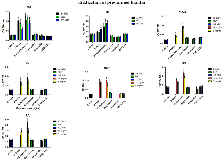 Effects of boiled water and methanol extracts of PS on the eradication of pre-formed biofilms by S. aureus, S. epidermidis, E. coli, P. aeruginosa, B. subtilis, K. pneumoniae, and cK and K. pneumoniae HV after 24 h of treatment. Both extracts of PS had no inhibitory effects on biofilm eradication but were shown to promote biofilm expansion in all the microorganisms. Experiments were conducted in triplicate and repeated in three independent studies (n = 9). Data were analyzed using one-way ANOVA followed by Tukey’s post hoc test, where * p < 0.05 and *** p < 0.001 compared to the untreated group.