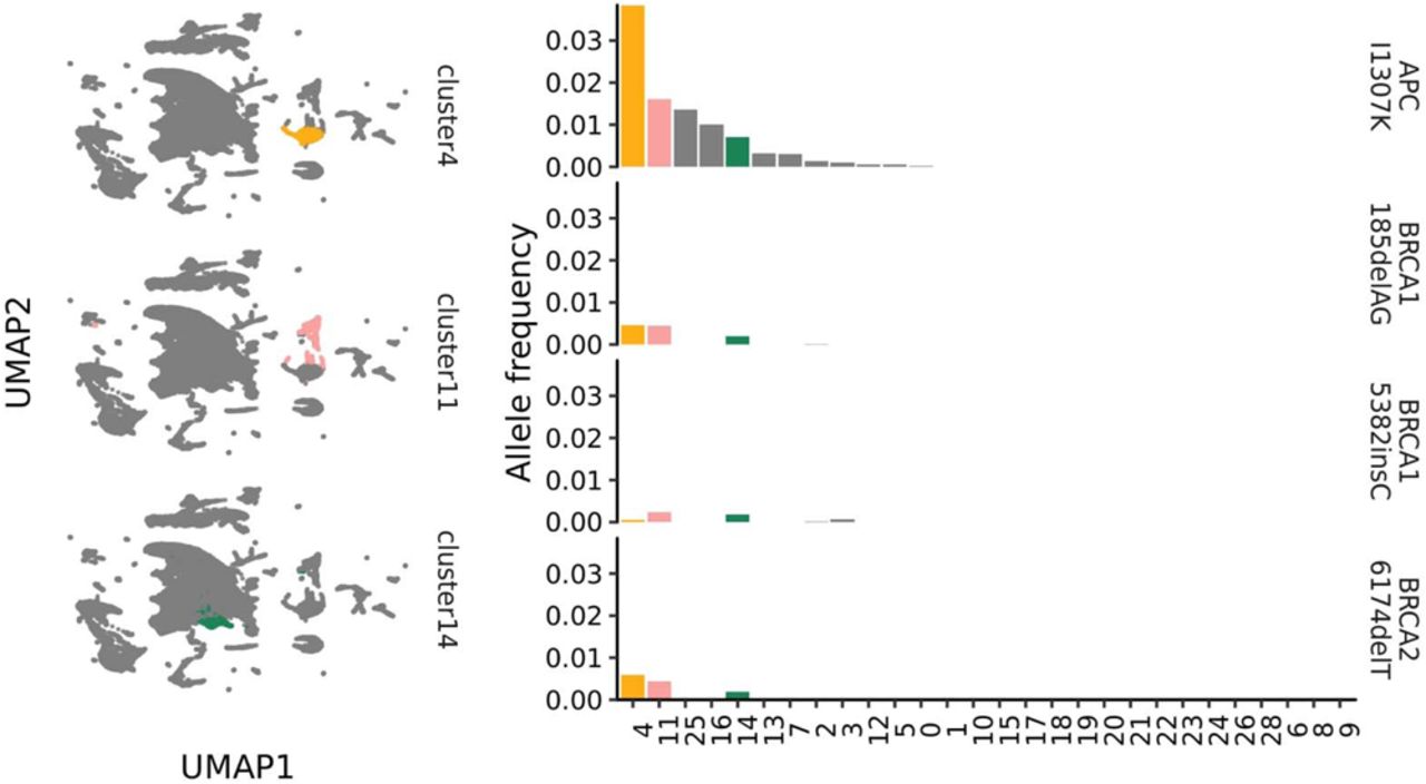 Shared founder mutations across genetic clusters 4, 11, and 14The left panels are showing the distribution of genetic cluster 4, 11, and 14 in the UMAP space. The right panel shows the distribution of Ashkenazi founder mutations described in the previous literatures. The horizontal axes show the genetic clusters identified in MGBB, and the vertical axes show the allele frequencies determined by whole exome sequencing of MGBB by the genetic clusters. UMAP, Uniform Manifold Approximation and Projection; MGBB, Mass General Brigham Biobank.