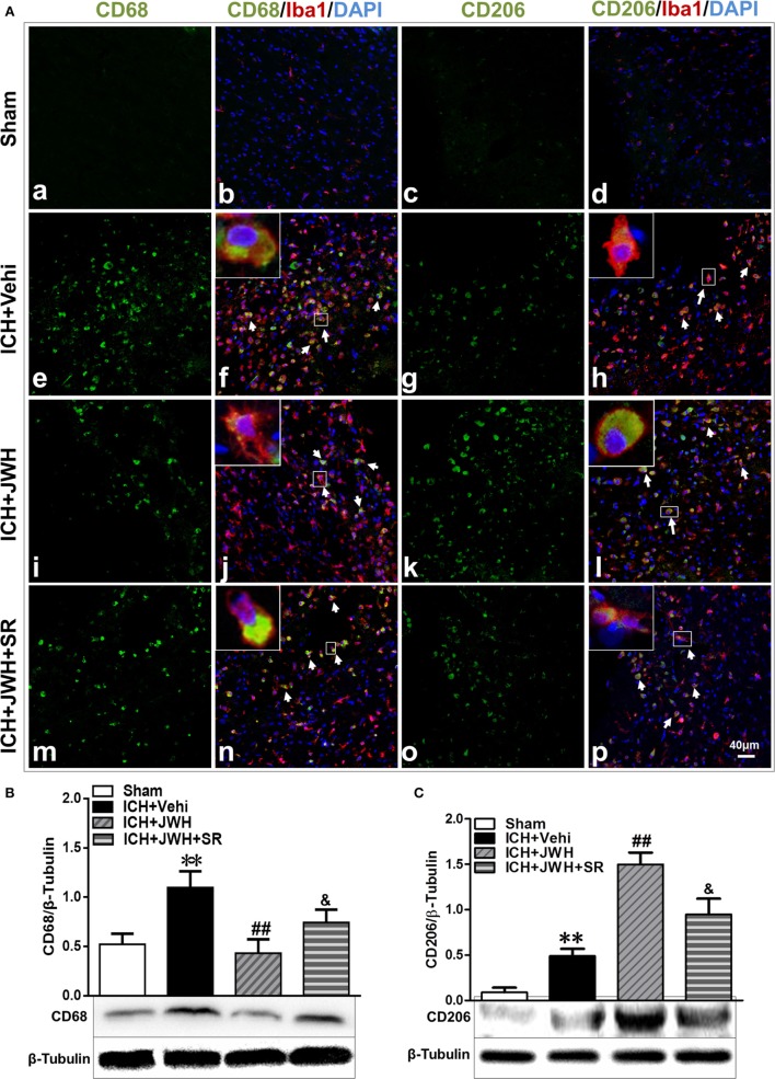 M1/M2-associated markers of microglia at protein level. Perihematomal tissue was costained for CD68 (M1 marker) (green) and Iba1 (microglia marker) (red), or CD206 (M2 marker) (green) and Iba1 (red) at 24 h after intracerebral hemorrhage (ICH) (A). Cell nucleus was stained with DAPI (blue). White arrows pointed to typical cells. n = 6 in per group. CD68 (B) and CD206 (C) were also tested using western blots. Values of the relative densitometric analysis were expressed as mean ± SD, n = 6 in each group. **P < 0.01 compared with sham group; ##P < 0.01 compared with ICH + Vehi group; &P < 0.05 compared with ICH + JWH group.