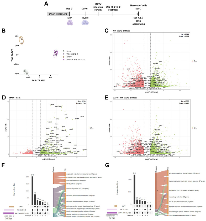 Transcriptional response of primary human MDMs to MAYV infection and WIN 55,212-2 post-treatment. MDMs (n = 3) were infected with MAYV (MOI 0.5) for 2 h, washed, and subsequently post-treated with WIN 55,212-2. Cells were collected at 24 h.p.i for RNA-sequencing analysis (A). Principal Component Analysis (PCA) plot shows distinct clustering of MAYV-infected MDMs (MAYV) and Mock samples, while WIN-treated MDMs (WIN 55,212-2) clustered together with MDMs treated with WIN 55,212-2 post-MAYV infection (MAYV + WIN 55,212-2), each with n = 3 biological replicates (B). Volcano plots of differentially expressed genes (DEGs). Volcano plots display DEGs in MDMs treated with WIN 55,212-2 (C), MAYV-infected MDMs (D), and MDMs treated with WIN 55,212-2 post-MAYV infection (E). The fold change (Log2) represents the difference in gene expression levels between the condition and Mock groups. Significance (−Log10) corresponds to [–Log10 (adjusted p-values)], indicating the statistical significance of each gene. A Log2FC of ≥1 or ≤−1 was considered indicative of upregulation or downregulation, respectively. UpSet plot showing the number of upregulated (F) and downregulated (G) DEGs unique to or shared among MAYV-infected MDMs, WIN-treated MDMs, and MDMs treated with WIN following MAYV infection. Gene Ontology enrichment analysis was performed to identify biological processes associated with each intersection.