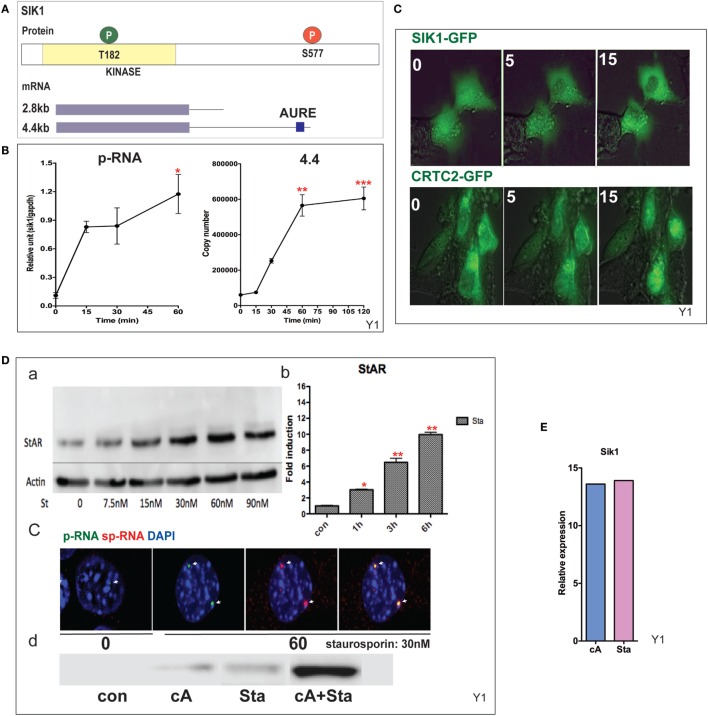 Induction and mobilization of SIK1 in Y-1 cells. (A) Diagram of SIK1 protein kinase sites; T182/LKB, S577 PKA. Short and long mRNAs differing in terms of their 3′UTR. (B) Stimulation of SIK1 p-RNA and long mRNA (4.4 kb) by Br-cAMP. Data are represented as mean ± SEM, *P < 0.05, **P < 0.01, and ***P < 0.001. (C) Br-cAMP (1 mM) affects the relocation of SIK1–GFP (initially nuclear) and CRTC2–GFP (initially cytoplasmic) (38). (D) Induction by the SIK1 inhibitor staurosporine; concentration (a), time-dependence (b), stimulation of RNA and sp-RNA at the gene loci after 60 min (c), and synergy lowering the E50 for each (d). (E) Br-cAMP and staurosporine induce SIK1 to a similar extent, suggesting that SIK1 exhibits feedback control.