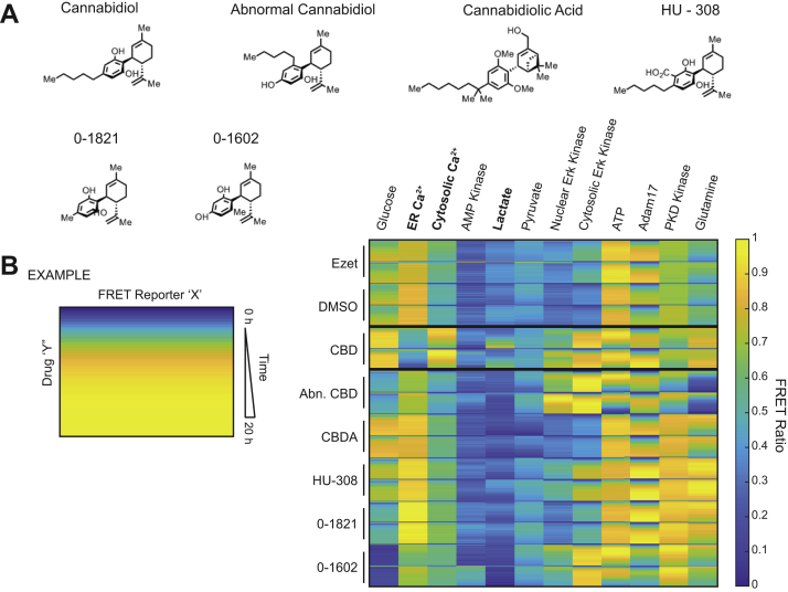 CBD analogs highlight CBD-specific cellular phenotypes.A, chemical structures of CBD and the CBD analogs: abnormal CBD, cannabidiolic acid, HU-308, 0-1602, and 0-1821. B, genetically encoded FRET biosensors for diverse biochemical pathways were delivered to SK-N-BE(2) cells. These SK-N-BE(2) cell lines were treated with 20 μM of each small molecule from (A) and 10 μM ezetimibe, respectively. FRET ratios were measured in 20 min increments from 0 h through 20 h. Two replicates of each drug or vehicle treatment are displayed. CBD, cannabidiol.