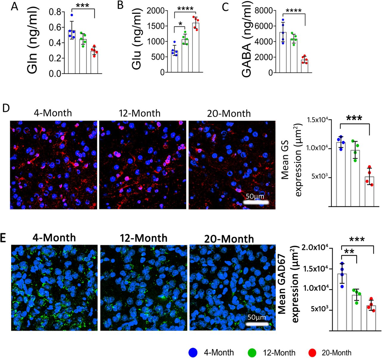 Aging altered glutamine-glutamate/GABA cycle in mPFC:Aged mice showed reduced level of glutamine (A), glutamate (B), and GABA (C), Representative confocal images showing reduced expression of glutamine synthetase (D) and GAD67 (E) with advance aging in mPFC. Red: glutamine synthetase (GS +ve), Green: GAD67, Blue: nuclear stain (DAPI +ve). Data are represented as mean ± SEM, one-way ANOVA followed by Tukey’s multiple comparisons. ***p < 0.001, ****p < 0.0001. For IF: N = 4, For Neurotransmitter estimation N=5 per group. GS: glutamine synthetase, GAD67: Glutamate decarboxylase 67.