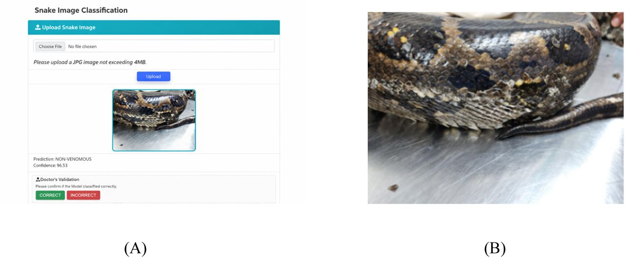Deployment (A) Graphical User Interface (B) Snake Image being used to test
