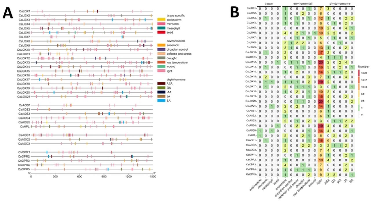 Cis-acting regulatory element distribution across C. sativa oxylipin biosynthetic gene promoters. (A) Physical distribution of motifs throughout a 1.5 kb region upstream of corresponding gene model. Gene symbols are presented on the left with grey line representing promoter regions with motif positions. Legend describes motifs associate with tissue-specific expression, environmental responses, and phytohormone inducibility. (B) Summary of cis-acting regulatory motif content. Heatmap depicts number of motifs identified in gene promoter region. The y-axis depicts C. sativa oxylipin biosynthetic genes and x-axis depicts associated condition for motif. Cells values are number of motifs identified and are colored according to legend.