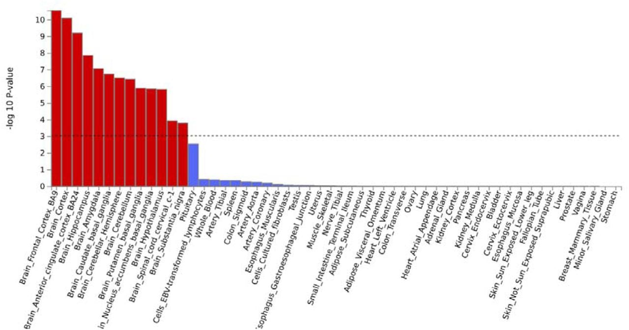 MAGMA gene expression enrichment across GTEx v8 tissues. Bars show −log10(p) for gene expression enrichment of the 102 FUMA-mapped genes in each tissue. Red bars = brain tissues; blue bars = non-brain tissues. Dashed line indicates the Bonferroni significance threshold (−log10(p) ≈ 3). All 13 brain regions survive Bonferroni correction; no non-brain tissue does. The strongest enrichment is in frontal cortex BA9, general brain cortex, and anterior cingulate cortex BA24.