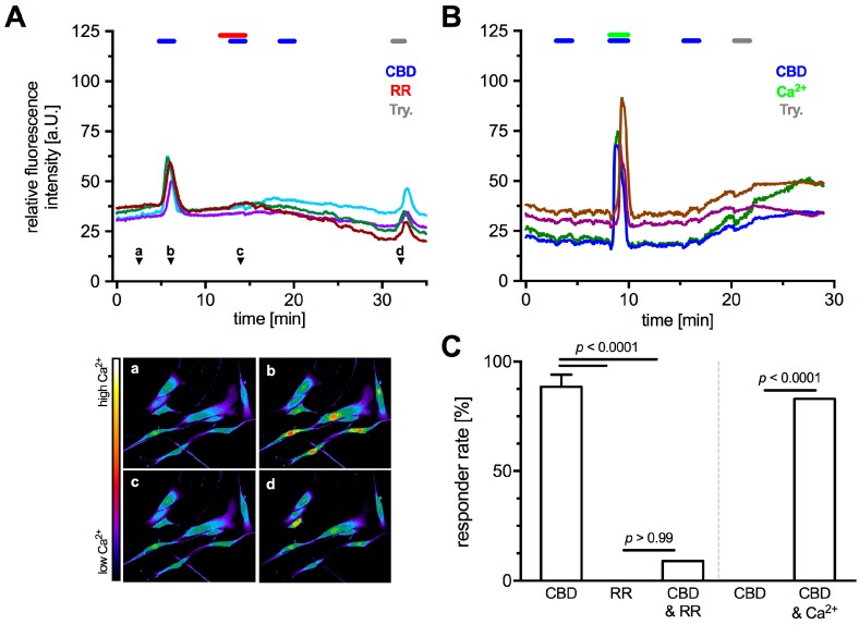 TRPV2 functionality as a Ca2+-channel in HTPCs was studied by applying the agonist CBD and the unspecific antagonists RR, in presence of CB1 and 2 blockers (AM251 and AM630), during Ca2+ imaging. (A) Application of TRPV2 activator CBD (10 µM) in presence of 1 mM extracellular Ca2+ led to a transient increase in intracellular Ca2+ that could be blocked completely by RR (10 µM). (a–d) Relative Ca2+ concentrations at the indicated time points (A, arrow heads) as pseudo color images (red = high Ca2+; purple = low Ca2+). (B) In absence of extracellular Ca2+ (0 mM), CBD alone did not induce any transients, whereas the combined application with Ca2+ (1 mM) resulted in Ca2+ transients, most likely due to Ca2+ influx. Each graph shows original traces of four representative cells from different donors (in total 5). In all experiments, trypsine (1‰) served as positive control. (C) The total rate of responding cells upon CBD application was 88.6 ± 5.5% (121 cells from 5 donors). No reaction occurred upon RR application (0%), but combined application with CBD led to transients in 9.1% of the analyzed cells (11 cells from 2 donors). In absence of any extracellular Ca2+, cells did not show reactions to CBD application (0%), whereas combined application with extracellular Ca2+ (1 mM) led to a responder rate of 83% (11 cells from 2 donors). The data were analyzed using Fisher’s exact test.