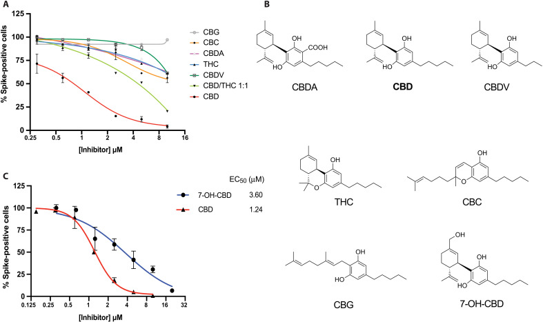 Limited or no inhibition of SARS-CoV-2 infection by cannabinoids other than CBD.(A) A549-ACE2 cells were treated with indicated doses of various cannabinoids or a CBD/THC 1:1 mixture, followed by infection with SARS-CoV-2 at an MOI of 0.5 for 48 hours. The cells were stained for spike protein, and the percentage of cells expressing the spike protein in each condition was plotted. All cannabinoids tested were isolated from a hemp extract as described in Materials and Methods. (B) Chemical structures of cannabinoids and 7-OH-CBD. (C) A549-ACE2 cells were treated with indicated doses of 7-OH-CBD, followed by infection with the SARS-CoV-2 at an MOI of 0.5. The cells were stained for spike protein, and the percentage of cells expressing the spike protein in each condition was plotted. Representative data of CBD from Fig. 1C (supplier A) are used for comparison. EC50 values are indicated.
