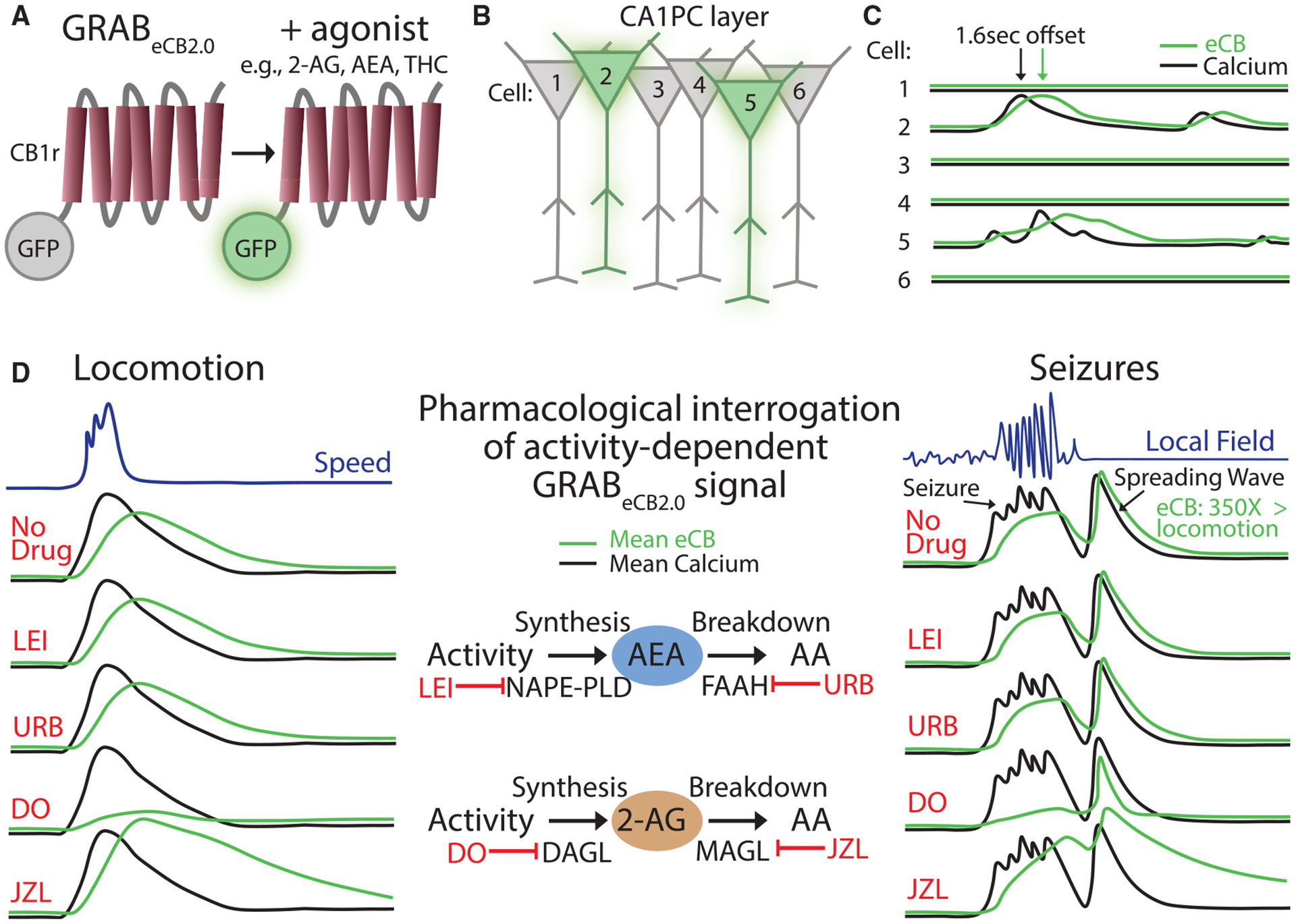Characteristics of eCB dynamics in vivo(A) Cartoon depicting GRABeCB2.0 as a GPCR conjugated to green fluorescent protein (GFP) with and without agonist. Upon ligand binding, the sensor increases GFP fluorescence.(B) Active neurons (cells 2 and 5) in the CA1 principal cell layer (CA1PC) are associated with an increased eCB signal, denoted as a green haze, that does not spill over onto neighboring neurons. See (C) for the associated calcium and eCB traces taken from regions of interest segmented around PC soma during two-photon imaging.(C) Calcium and eCB traces from segmented neurons in (B). eCB traces are tightly coupled to calcium activity, both spatially and temporally, but there is a slight lag in the eCB trace, consistent with activity-dependent production.(D) Mean calcium and eCB signals from the CA1PC layer during physiological (locomotion; left) and pathological (seizure; right) activity with pharmacological interrogation of the signal. Drugs to block the synthesis and degradation of AEA and 2-AG were used to determine if the eCB signal depended on either or both of these endogenous ligands. Under both physiological and pathological conditions, inhibiting 2-AG synthesis and degradation, but not AEA, was associated with the reduction and augmentation of the eCB signal, respectively, highlighting a key role for 2-AG in activity-dependent eCB dynamics. Notably, seizures were associated with a spreading wave that accompanied postictal flattening on the local field potential. This signal was ~350 times greater than physiological eCB signal changes.