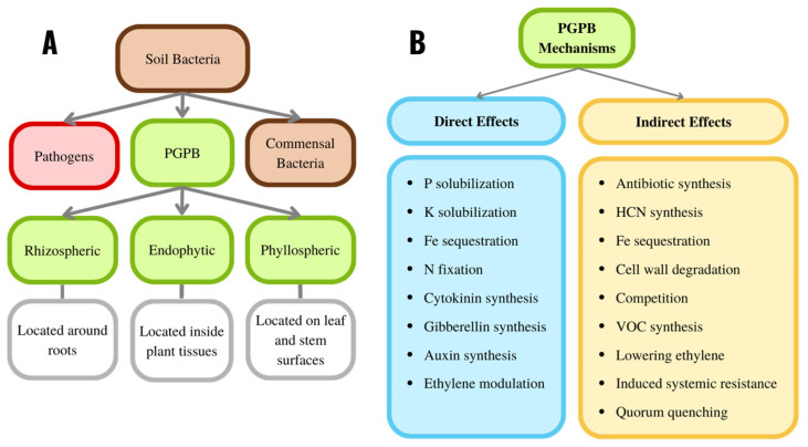 (A) Overview of some of the components of soil bacteria and their localization. (B) Overview of the major mechanisms used by PGPB. VOC refers to volatile organic compounds.