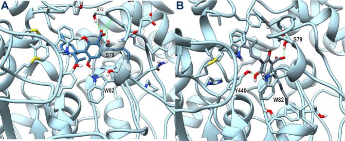 Representative MD frames of BuChE (light blue) in complex with CBDA (steel blue, panel A) and CBGA (slate gray, panel B). A stick representation is used for heavy atoms of the ligand and for protein sidechains within 5 Å of the ligand. Water molecules within 10 Å from the ligand involved in H‐bonds are shown in stick representation. Hydrogen, nitrogen, oxygen, and sulfur atoms are painted white, blue, red, and yellow, respectively. Half‐transparency is employed for the ribbon representation of protein regions overlying the ligand in the selected view. A green wire representation is adopted for H‐bonds.