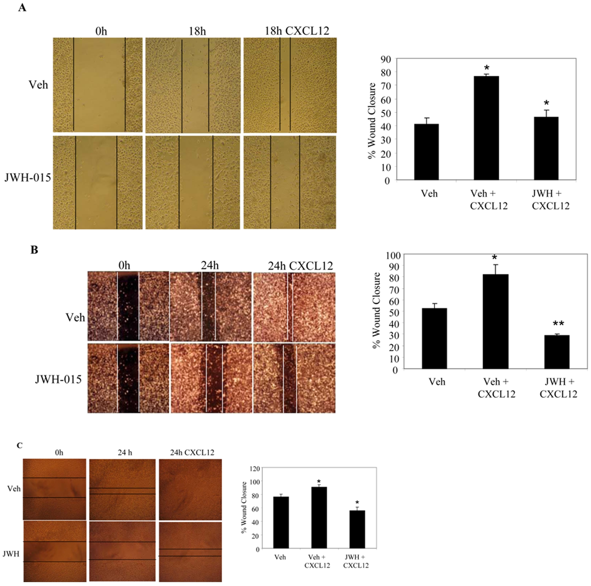 CB2 agonist inhibits CXCL12-induced wound healing in breast cancer cells.Breast cancer cells (A) MCF-7/CXCR4-WT, (B) MDA-MB231 (SCP2), and (C) MMTV-neu (NT 2.5, murine mammary cells) were grown for confluence in complete medium in six-well plates and then scratched with a 200 µl pipette tip to make wounds. The cells were treated with vehicle or JWH-015 (20 µm) and the closure of the wounds was monitored in presence or absence of CXCL12 (100 ng/ml) by microscopy after 18 or 24 hrs. Quantitative analysis of % wound closure as shown in left panels was determined my ImageJ software. Data represent the mean ± SD, representative experiments (n = 3) are shown. *P<0.05 vs. vehicle; **P<0.005 vs. vehicle. Veh: Vehicle.