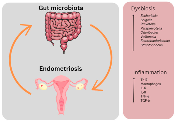 The interplay between the gut microbiota and endometriosis. Dysbiosis in the gut and inflammation occurring both in the gut and in the peritoneal cavity results in endometriosis-associated symptoms including pain and fatigue. This figure was created using Canva.com (accessed on 27 September 2023).
