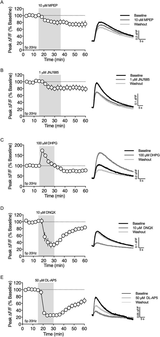 Synaptically evoked 2-AG transients are dependent on metabotropic and ionotropic glutamate receptors.A) The mGlu5 NAM, MPEP, decreased the peak amplitude of the 2-AG transient (n = 5 slices, 1-way RM ANOVA, Drug: F(2,8) = 12.14, p < 0.01). B) The mGlu1 NAM, JNJ’685, decreased the peak amplitude of the 2-AG transient (n = 5 slices, 1-way RM ANOVA, Drug: F(2,8) = 5.531, p < 0.05). C) The mGlu1/5 agonist, (RS)-DHPG, had a biphasic effect on 2-AG production (n = 5 slices, 1-way RM ANOVA, Drug: F(2,8) = 97.33, p < 0.0001). D) The AMPAR antagonist, DNQX, decreased the peak amplitude of the 2-AG transient (n = 5 slices, 1-way RM ANOVA, Drug: F(2,8) = 56.91, p < 0.0001). E) The NMDAR antagonist, DL-AP5, decreased the peak amplitude of the 2-AG transient (n = 4 slices, 1-way RM ANOVA, Drug: F(2,6) = 58.77, p < 0.0001).