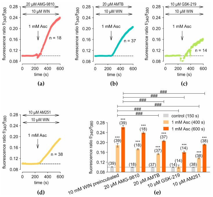 Inhibition of combined WIN- and Asc-induced Ca2+ responses by TRP channel blockers and AM251. The experimental protocol shown in Figure 6a was used, with the indicated blockers added during preincubation. The point in time at which Asc was added is shown by an arrow, and the dash line represents the normalization to baseline (control set to 0.1). (a) Preincubation with 20 µM AMG did not significantly change the response compared with the corresponding control measurement (n = 18). (b) Preincubation with 20 µM AMTB reduced the maximal f340/f380 response at t = 600 s (n = 37). (c) Preincubation with 10 µM GSK219 results in a partial inhibition of f340/f380 signal compared to control measurements (n = 14). (d) Preincubation with 10 µM AM251 produces an irreversible increase, with lower f340/f380 values than in control measurements (n = 38). (e) The diagram presents a statistical analysis of the experiments shown in panels (a–d), compared with the response to 1 mM Asc following preincubation with 10 µM WIN (Figure 6a). Mean values ± SEM are shown at 150 s, 400 s, and 600 s. The numbers in brackets above the columns indicate the number of single cells measured (n). Asterisks (*) indicate statistical significance in paired data (*** p < 0.001), whereas hashtags (#) indicate statistical significance in unpaired data (### p < 0.001). Statistical significance was defined as p < 0.05.