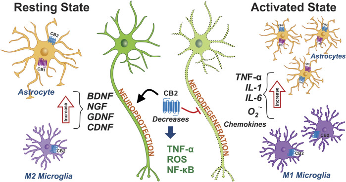 Expression of cannabinoid receptors in glial cells and their role in PD. The phenotypes of microglia and astrocytes are schematically represented under non-inflammatory conditions, namely in a resting state. The microglia and astrocytes are shown in pro-inflammatory conditions and in an active state. The activation of microglia and astrocytes promotes and triggers the neuroinflammation that contributes to PD. The activation of the CB1 and CB2 receptors may decrease the inflammation seen in PD. Abbreviations: CB1, cannabinoid receptor type 1; CB2, cannabinoid receptor type 2; BDNF, brain-derived neurotrophic factor; NGF, nerve growth factor; GDNF, glial cell line-derived neurotrophic factor; CDNF, cerebral dopamine neurotrophic factor; ROS, reactive oxygen species; NF-κB, nuclear factor kappa B; IL-1, interleukin-1; IL-6, interleukin-1; O2∙-, Superoxide anion; TNF-α, tumor necrosis factor alpha.