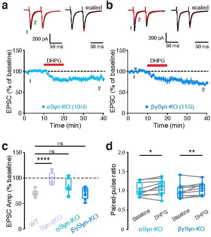 DHPG-LTD is not abolished in α-Syn-KO and βγ-Syn-KO mice.a-d, eCB-LTD in α-Syn-KO (WT data from Fig. 1: n = 11 cells / 4 mice, 69.95 ± 1.70%; α-Syn-KO: n = 10 cells / 4 mice, 83.44 ± 4.67%; p = 0.162). b, eCB-LTD in βγ-Syn-KO mice (n = 11 cells / 5 mice, 71.00 ± 3.38%; p = 0.957). c, Summary of EPSC amplitudes. d, Summary of PPRs in α-Syn-KO (baseline: 1.03 ± 0.05; post-DHPG: 1.10 ± 0.06; p = 0.037) and βγ-Syn-KO mice (baseline: 0.98 ± 0.06; post-DHPG: 1.05 ± 0.05; p = 9.8e-3). Data are mean ± SEM. (c, d) Box plots are depicted as mean (center), first/third quartile (lower/upper box limits), and minima/maxima (bottom/top whiskers). Statistical significance was assessed by two-sided tests, including ANOVA with multiple comparisons (c), and Wilcoxon signed tests (d) (**** p < 0.0001; ** p < 0.01; * p < 0.05; n.s. non-significant). Source data
