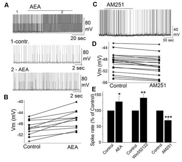 The activity of mitral cells was regulated by cannabinoids. (A) Original recording illustrates the increased firing rate of a mitral cell in response to bath application of CB1 agonist AEA (10 μM). Time points 1 and 2 in the upper trace are shown at higher time resolution in the second and third trace, resp. (B) Representative mitral cell depolarized by AEA (10 μM). (C) Original recording from a mitral cell displayed the reduction in firing rate and hyperpolarization following application of CB1 antagonist AM251. (D) Representative mitral cell with hyperpolarized membrane potential in response to AM251. (E) Group data of the effect of CB1 agonists and antagonist AM251 on spike rate. Asterisks indicate significance level (*p < 0.05, **p < 0.01, ***p < 0.001). From Wang et al. (2019).