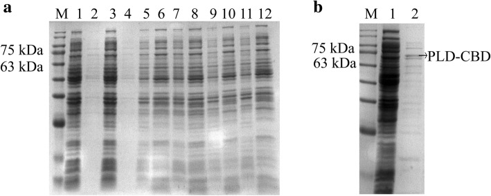 SDS-PAGE at each of the two steps for the extracellular expression of PLD-CBD. a M: molecular size markers. 1, 2: intracellular and extracellular products of pET28-PLD-CBD; 3, 4: intracellular and extracellular products of PLD-ESN-1; 5, 6: intracellular and extracellular products of PLD-ESN-2; 7, 8: intracellular and extracellular products of PLD-ESN-3; 9, 10: intracellular and extracellular products of PLD-ESN-4; 11, 12: intracellular and extracellular products of PLD-ESN-5. b M: molecular size markers. 1, unadsorbed crude enzyme solution. 2, purified enzyme solution eluted by 200 mM imidazole, the arrow means PLD-CBD