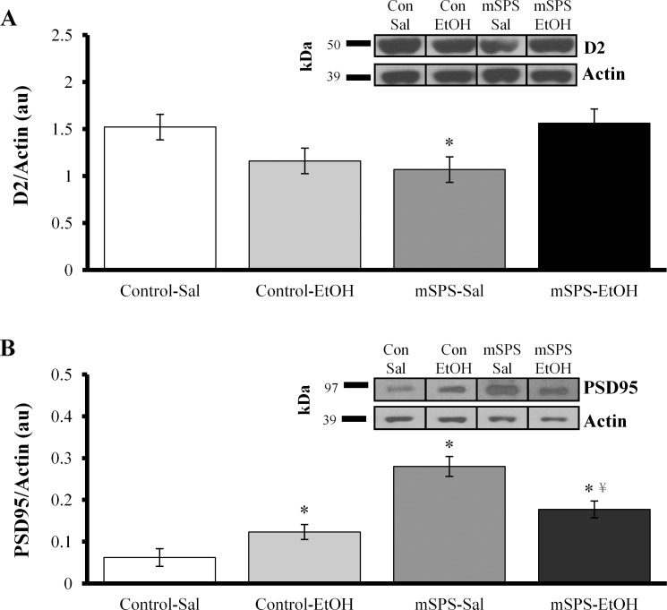 Interactions between mSPS and EtOH on D2-receptor and PSD95 protein levels.(A) Striatal D2 receptors were significantly decreased in mSPS-Sal mice compared to both Control-Saline and mSPS-EtOH mice (*p<0.05). Representative samples inserted in upper right corner (kDa, kilodaltons). (B) PSD95 was significantly increased in Control-EtOH, mSPS-Sal, and mSPS-EtOH mice compared to Control-Sal mice (*p<0.05). PSD95 was also significantly decreased in mSPS-EtOH mice compared to mSPS-Sal mice (¥p<0.05).