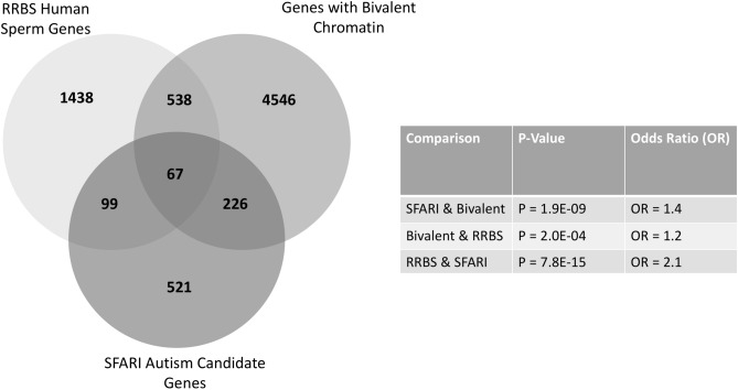 Significant overlap between SFARI autism genes, genes with bivalent chromatin, and genes from human RRBS study that are differentially methylated in sperm between cannabis users and non-user controls. Venn diagram showing the number of genes that are included on the SFARI autism candidate gene list, the list of genes having bivalent chromatin marks in human embryonic stem cells, and those that were identified as being significantly differentially methylated in human sperm of men who used cannabis compared to those who did not. There is significant overlap (p < 0.05) when comparing SFARI to bivalent, SFARI to RRBS, and bivalent to RBBS genes. An odds ratio > 1 demonstrates a strong relationship between lists.