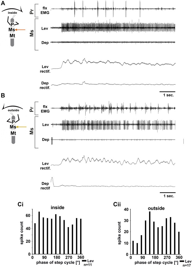 Motor output of the mesothoracic levator and depressor trochanteris MN pools in the deafferented ganglion during front leg (FL) inside (A,Ci) and outside (B,Cii) stepping from the same animal. (A) FL flexor EMG recording (top), together with extracellular recordings of the ipsilateral levator (C1 nerve, second trace) and depressor (C2 nerve, third trace) nerve during an inside stepping sequence, and the respective rectified activities (fourth and fifth trace); (B) FL flexor EMG (top), together with extracellular recordings of the ipsilateral levator (second trace) and depressor (third trace) nerve during an outside stepping sequence, and the respective rectified activities (fourth and fifth trace); (Ci) Phase histogram of levator and depressor nerve activity from the experiment in (A) with respect to the FL step cycle during inside stepping; (Cii) Phase histogram of levator and depressor nerve activity from the experiment in (B) with respect to the ipsilateral FL step cycle during outside stepping. n = number of analyzed steps. Pr, Ms: Pro- and Mesothoracic location of the recording, respectively; Lev, Dep: levator trochanteris and depressor trochanteris motor neuron activity from nerves C1 and C2, respectively. The sketch indicates a stick insect with front legs in a flexed (inside) or stretched (outside) position, and the arrow above indicating the turning direction, the arrow on the side the recorded thoracic segment.