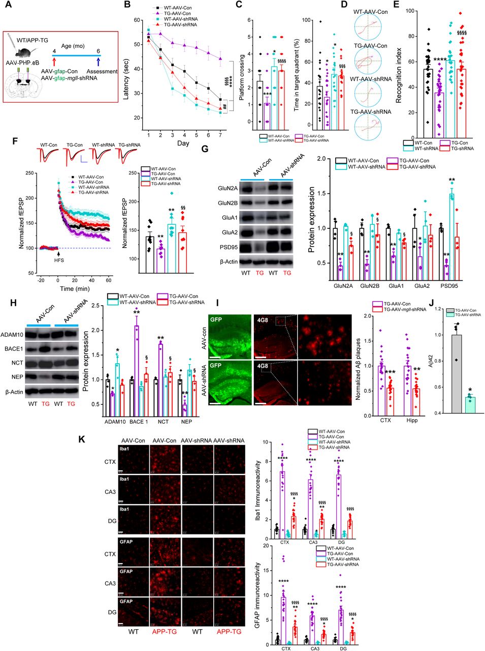 Intracerebroventricular (ICV) delivery of AAV-mgll-shRNA vectors at a presymptomatic age prevents the onset of neuropathology and synaptic and cognitive decline in TG mice. (A) Schematic illustration of the protocol for ICV injection of AAV-mgll-shRNA vectors. (B) Learning acquisition in the MWM test. Data are presented as mean ± SEM. ****P<0.0001 vs WT-AAV-Con; §§§§P<0.0001 vs TG-AAV-Con; ##P<0.01 vs WT-AAV-shRNA (Repeated measures ANOVA). (C) Probe test. Data are presented as mean ± SEM (ANOVA with Bonferroni post-hoc test, n=20∼23 animals/group). (D) Representative swim paths during acquisition training on day 7. (E) NOR test in WT and TG mice injected with AAV-Con or AAV-mgll-shRNA. Data presented as mean ± SEM (ANOVA with Bonferroni post-hoc test, n=25∼30 animals/group). (F) LTP recordings at hippocampal CA3-CA1 synapses. Data are presented as mean ± SEM. **P<0.01 vs WT-AAV-Con; §§P<0.01 vs TG-AAV-Con (ANOVA with Bonferroni post-hoc test, n=4∼5 animals/group). (G) Immunoblot analysis of hippocampal expression of glutamate receptor subunits and PSD95. Data are presented as mean ± SEM. *P<0.05, **P<0.01 vs WT-AAV-Con, §P<0.05 vs TG-AAV-Con (Kruskal-Wallis test with Dunn’s post hoc test for multiple comparisons, n=4 animals/group). (H) Immunoblot analysis of hippocampal expression of Aβ-processing enzymes. Data are presented as mean ± SEM. *P<0.05, **P<0.01 vs WT-AAV-Con, §P<0.05 vs TG-AAV-Con (Kruskal-Wallis test with Dunn’s post hoc test for multiple comparisons, n=3∼4 animals/group). (I) Immunostaining of 4G8 immunoreactivity. Data are presented as mean ± SEM. **P<0.01, ***P<0.001 vs TG-AAV-Con (ANOVA with Bonferroni post-hoc test, n=4 animals/group). Scale bars: 400 µm. (J) ELISA analysis of hippocampal Aβ42 levels. Data are presented as mean ± SEM. *P<0.05 (Mann-Whitney test, n=4 animals/group). (K) Immunostaining of GFAP and Iba1 reactivity in the brain. Data are presented as mean ± SEM. *P<0.05, **P<0.01, ****P<0.0001 vs WT-AAV-Con, §§§§P<0.0001 vs TG-AAV-Con (ANOVA with Bonferroni post-hoc test, n=4 animals/group). Scale bars: 40 µm.