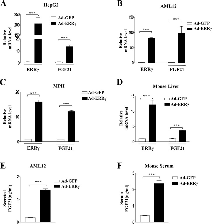 ERRγ overexpression induces FGF21 gene expression.(A–C) HepG2 cells, AML12 cells, and mouse primary hepatocytes (MPH) were infected with Ad-GFP and Ad-ERRγ. (D) Ad-GFP or Ad-ERRγ was injected into male C57BL/6J mice via the tail vein. Mice were sacrificed at 5 days after injection. (A–D) FGF21 and ERRγ mRNA levels were measured by quantitative qPCR analysis and normalized to actin mRNA levels. (E) Culture media of adenovirus-infected AML12 cells was obtained for FGF21 secretion analysis. (F) Ad-GFP or Ad-ERRγ was injected via the tail vein into male C57BL/6J mice. Serum from these mice was analyzed for FGF21 secretion. All data are the means ± standard errors of at least three independent experiments. ***p < 0.001 by Student’s t-test.