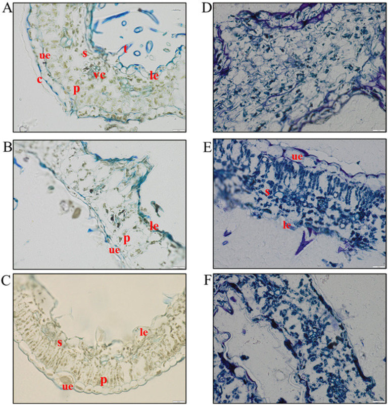 Leaf sections stained with toluidine blue at different sampling points. (A) Leaf at T0, without signs of the degradation process. (B) Samples after one week. (C) Samples after 3 weeks, where the structure is still maintained. (D) Samples after 5 weeks, where chloroplasts showed degradation. (E) Samples after 8 weeks, where neither cell walls nor membranes were appreciable. (F) Samples after 12 weeks, with leaf structure completely damaged. c = cuticle, ue = upper epidermis, p = palisade-like parenchyma with chloroplasts, vc = vascular tissue and cribrous tissue, s = spongy parenchyma, le = lower epidermis, and t = trichomes. In white Scale bar: 20 µm.