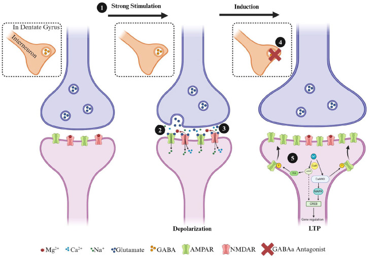 Simplified diagram of steps involved in the induction of a postsynaptically mediated form of long-term potentiation induction at hippocampal excitatory synapses. Excitatory glutamatergic synapses normally possess a complement of AMPA and NMDA receptors in the postsynaptic terminal. The administration of (1) high-frequency (i.e., 100 Hz) conditioning stimulation causes the release of glutamate (2), which primarily activates AMPARs initially (3). In the dentate gyrus (DG) (4), GABAergic synapses can also play a significant role in the induction of LTP in the medial perforant path synapses, and LTP induction normally requires blocking feedforward inhibition with GABA-A antagonists (i.e., bicuculine or picrotoxin). When inhibition is blocked, the activation of AMPARs results in an influx of Na+ into the postsynaptic neuron, depolarizing the synapse and alleviating the MG2+ block of the NMDAR pore. (5) The NMDARs can now influx Ca2+ into the postsynaptic cell, and this activates calmodulin (CaM) and calcium-calmodulin dependent protein kinase II (CamKII). CaM also activates adenyl cyclase, which results in the production of cyclic adenosine monophosphate (cAMP) and then activation of protein kinase A (PKA) by cAMP. Kinases, such as CamKII and PKA, phosphorylate GluRs, leading to the insertion of additional AMPARs into the postsynaptic membrane. CamKII and cAMP also activate mitogen-activated protein kinase A, which is translocated to the nucleus and activates cAMP response binding element-binding protein (CREB). CREB is a transcription factor and binds to the CRE response element, leading to the transcription of genes necessary for long-lasting protein synthesis-dependent forms of LTP.