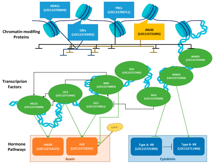 Schematic representation of the molecular regulation of Cannabis sativa somatic embryogenesis.