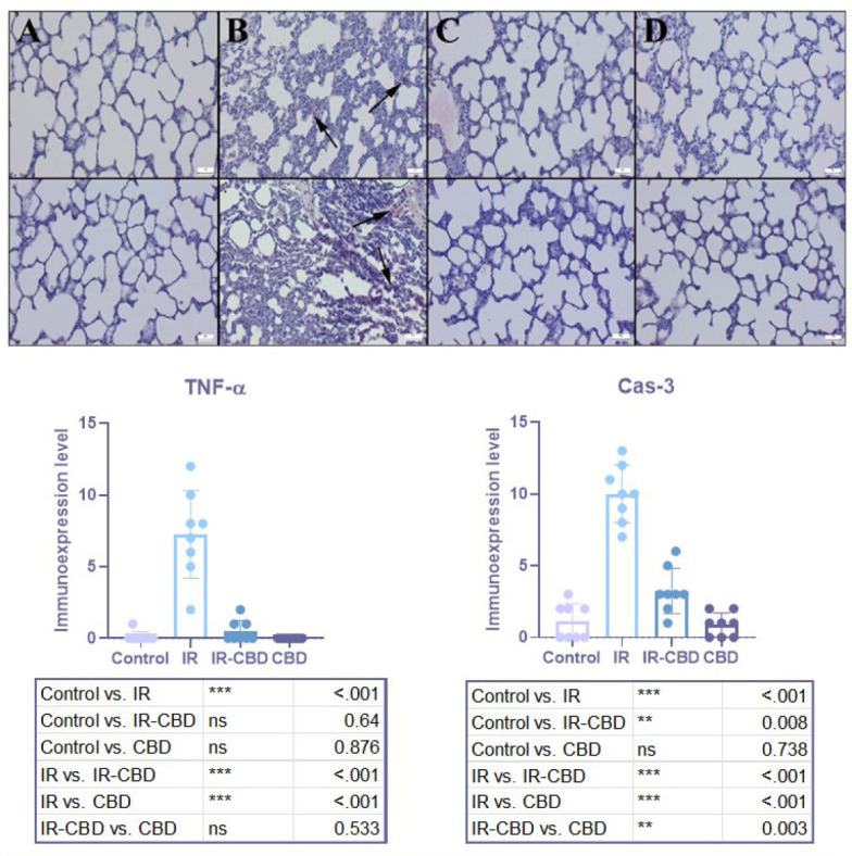Immunoexpression of Caspase-3 (Cas-3) is shown in the upper row, and that of tumor necrosis factor-alpha (TNF-α) is shown in the lower row across the studied rat groups