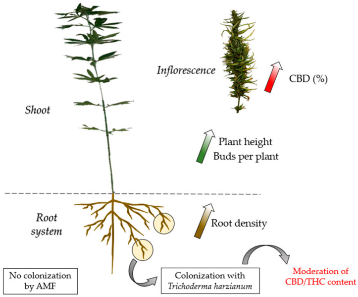 Positive impact of cannabis colonization with Trichoderma harzianum on three axes: root structure, vigor, CBD content.