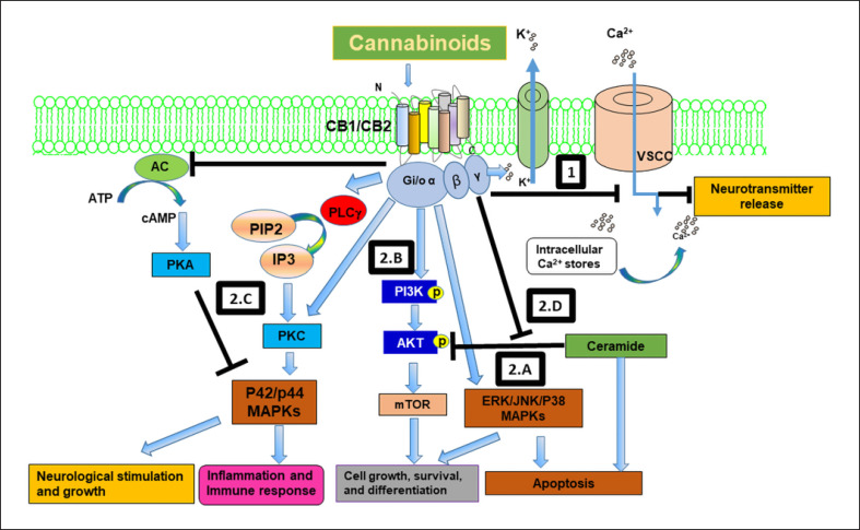The endocannabinoid system regulates a battery of signaling pathways involved in neurological stimulation and growth, inflammation and immune response, control of cell fate, growth differentiation, and apoptosis. (1) Cannabinoids interact with the CB1 receptor to block voltage sensitive Ca2+ channels and activate K+ channels, resulting in neurotransmitter release and effects on learning, locomotion, and memory. (2.A–D) Cannabinoids interact with cannabinoid receptors and modulate several signaling pathways that control cell growth, differentiation, survival, and apoptosis. These pathways include: (2.A) activation of mitogen-activated protein kinases (MAPKs) such as the extracellular-signal-regulated kinase (ERK) and the stress-activated kinases JUN amino-terminal kinase (JNK) and p38 MAPK; (2.B) activation of phosphatidylinositol 3-kinase (PI3K)-a serine/threonine kinase (AKT)-the mammalian target of rapamycin (mTOR) survival pathway; (2.C) activation of p42/p44 MAPKs by inhibiting adenylyl cyclase (AC) and activating protein kinase C (PKC), which control neuronal growth, inflammation, and apoptosis; and (2.D) cannabinoids also promote survival by activating AKT by blocking ceramide induced AKT inhibition.