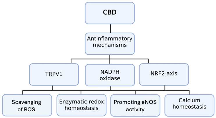 Anti-inflammatory mechanisms of cannabidiol (CBD) involving TRPV1, NADPH oxidase, and the NRF2 axis. Abbreviations: CBD: cannabidiol; CB1: cannabinoid receptor type 1; eNOS: endothelial nitric oxide synthetase; TRPV1: vanilloid receptor type 1; NADPH: nicotinamide adenine dinucleotide phosphate; NRF-2: Nuclear factor erythroid–2-related factor 2.