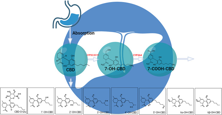 Primary metabolic pathway for CBD in humans.